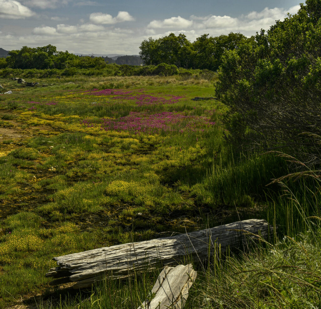A photo of the Arcata marsh