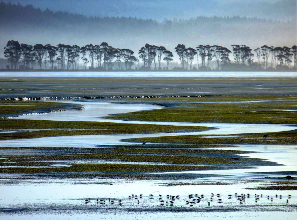 A photo of a vista of Humboldt Bay