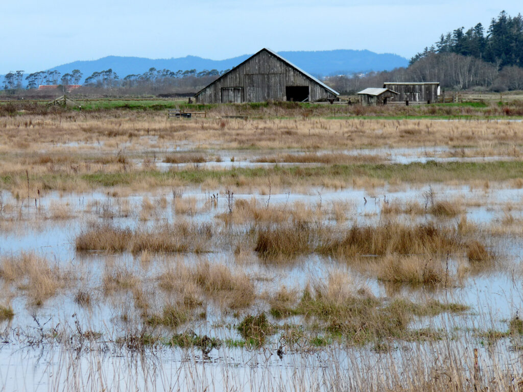 A photo of Freshwater Slough