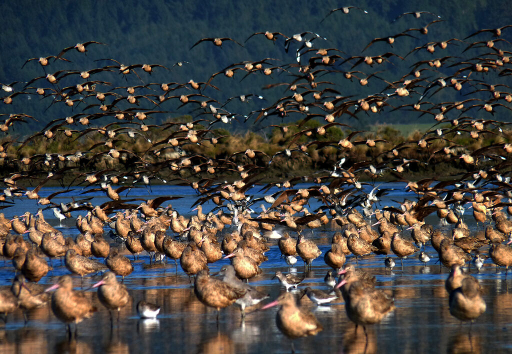A photo of a godwick flock