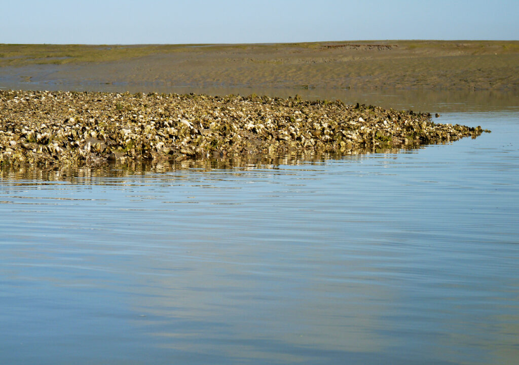 A photo of Olympia oyster bed on Gannon Slough